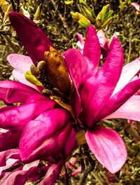 Close-up of pink flower