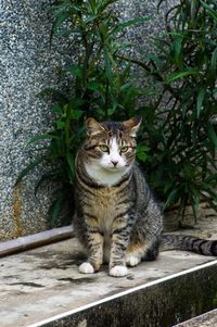 Portrait of cat sitting by plants