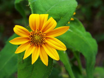 Close-up of yellow flower