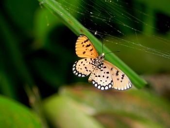 Close-up of butterfly on leaf