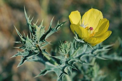 Close-up of yellow flowers blooming outdoors