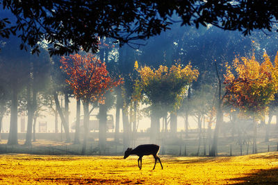 Trees on field