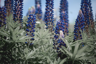 Spring flower, blooming blue lupine flowers. a field of lupines. sunlight shines on plants in latvia