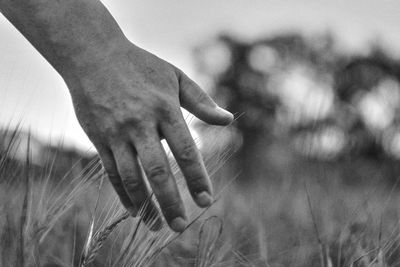 Close-up of hands touching crops in farm