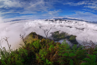 Scenic view of forest against sky