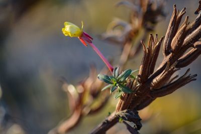 Close-up of bug on plant