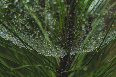 Close-up of waterdrops on wet grass