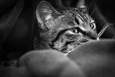 Close-up of cat relaxing