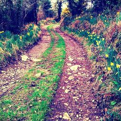 Footpath passing through forest