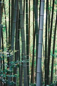 Full frame shot of bamboo trees in forest