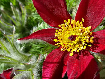 Close-up of pink flowers