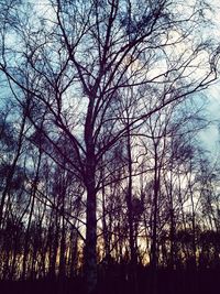 Bare trees against sky