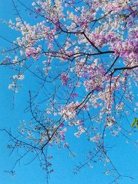 Close-up of flower tree against blue sky