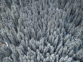 Aerial view of snow covered trees in forest