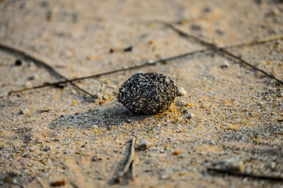 High angle view of shell on sand