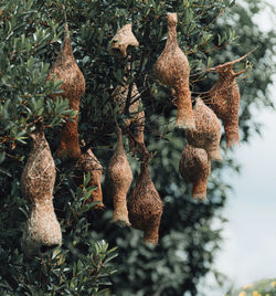 Close-up of dried plant hanging on tree