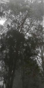 Low angle view of trees in forest against sky
