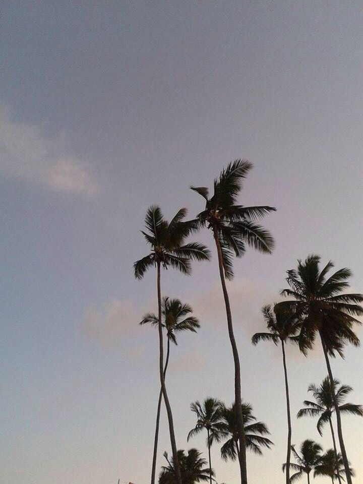 palm tree, tree, low angle view, silhouette, sky, growth, tranquility, beauty in nature, nature, clear sky, scenics, coconut palm tree, copy space, tranquil scene, sunset, outdoors, tree trunk, no people, dusk, tall - high