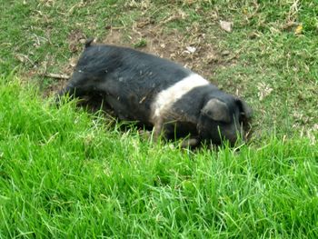 Animal grazing on grassy field