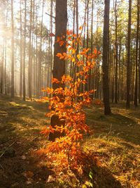 Sunlight streaming through trees in forest