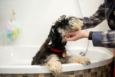 The schnauzer dog is standing in the bathroom, the owner's hands are stroking his muzzle