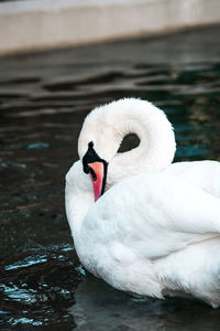 Close-up of swan floating on lake