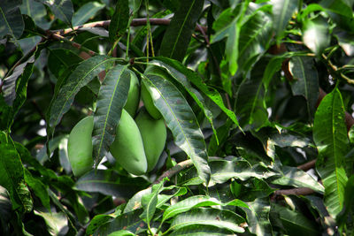 Close-up of fresh green plants