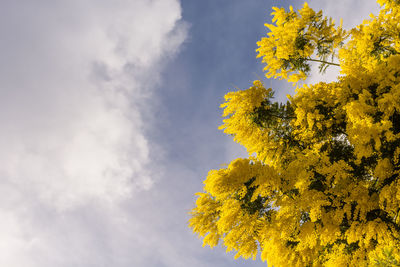 Low angle view of yellow flower