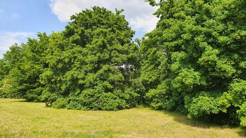 Trees on field against sky