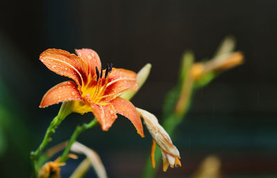 Wet orange lily blooming outdoors