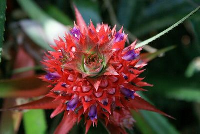 Close-up of flower blooming outdoors