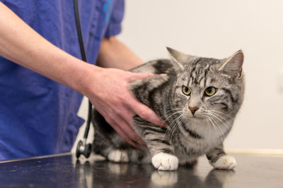 Midsection of person holding cat