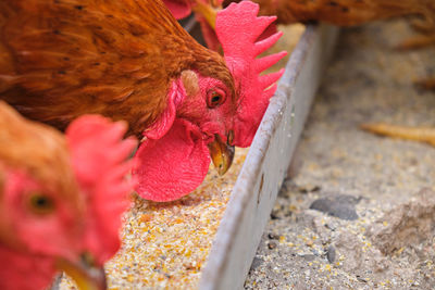 Close-up of rooster