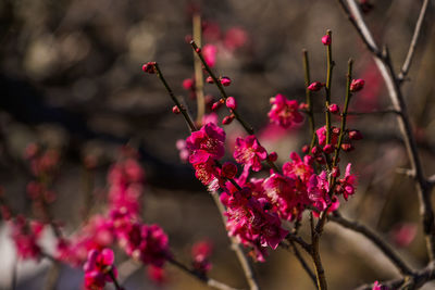 Close-up of red flowering plant