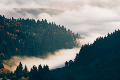 Panoramic view of pine trees against sky