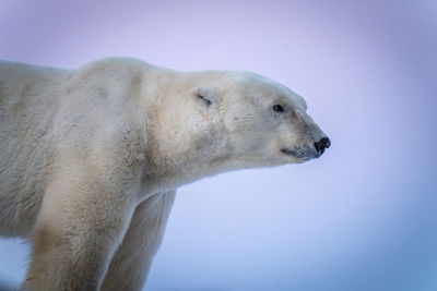 Close-up of polar bear staring straight ahead