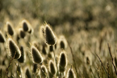 Close-up of flowering plant on field