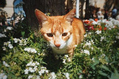 Close-up portrait of a cat smelling flowers