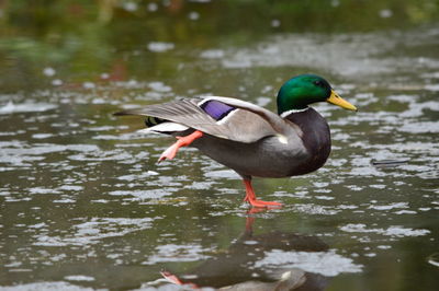 Side view of bird in lake