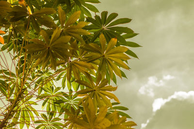 Low angle view of tree against sky