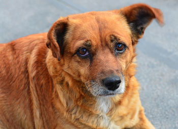 Close-up portrait of dog