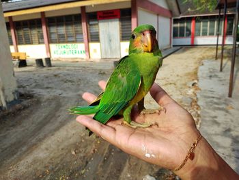 Man holding a bird