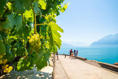 Vineyards on lake geneva, excursions and itineraries among the vineyards, panorama on lake geneva.