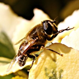 Close-up of insect