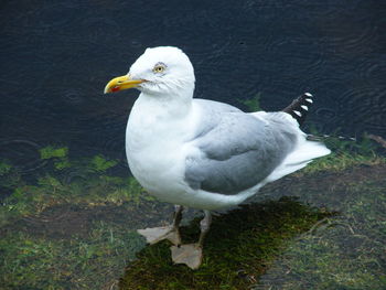 High angle view of seagull