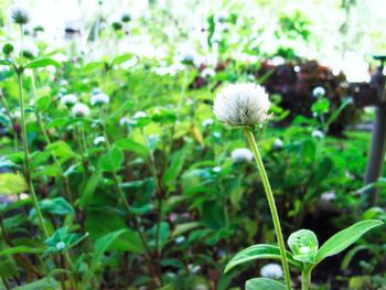 Close-up of flowers blooming outdoors