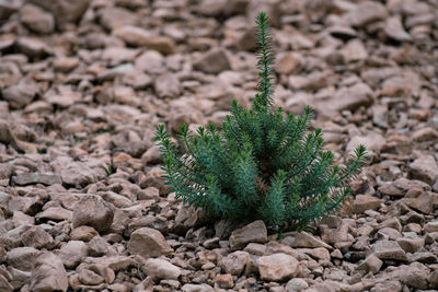 High angle view of succulent plant on rock