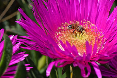 Close-up of bee pollinating on pink flower