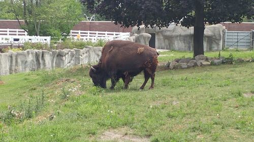 Horse grazing on field