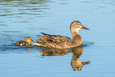 Duck swimming on lake